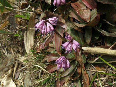 ショウジョウバカマ