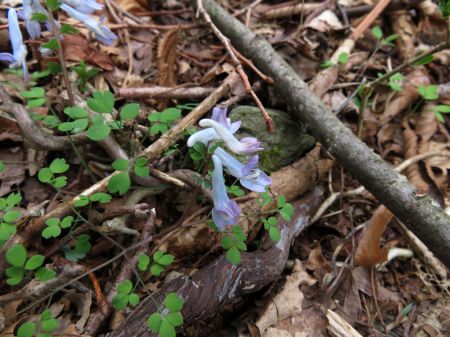 ヤマエンゴサク