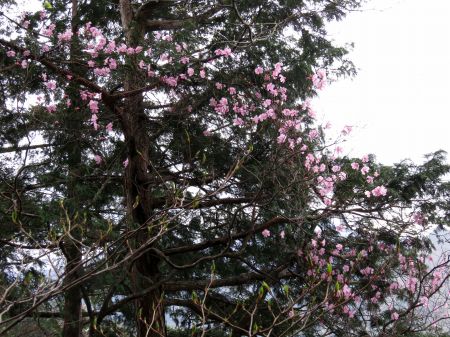 アケボノツツジ