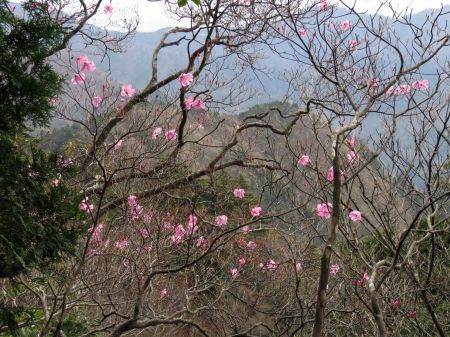 アケボノツツジ