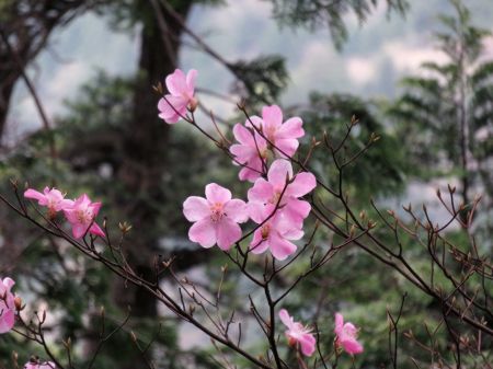 アケボノツツジ