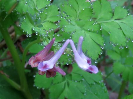 ジロボウエンゴサク