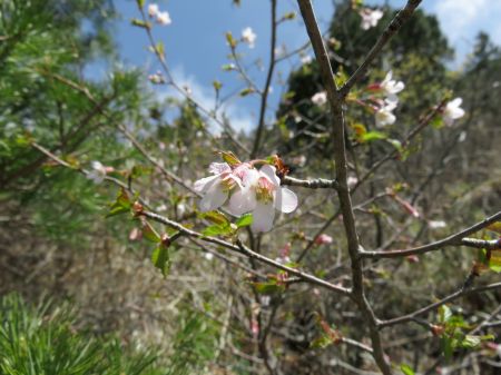 イシヅチザクラ