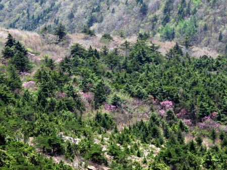 アケボノツツジ