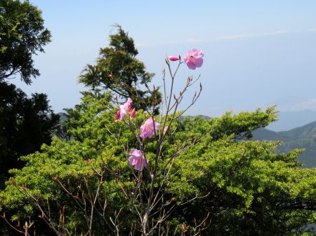 アケボノツツジ