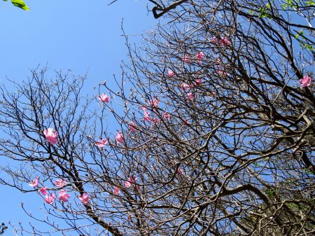 アケボノツツジ