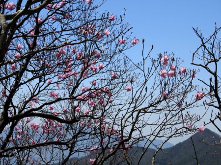 アケボノツツジ