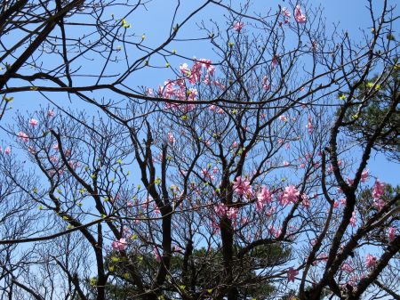 アケボノツツジ