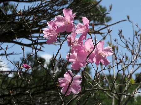 アケボノツツジ