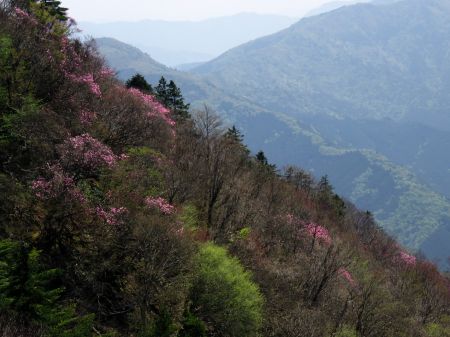 アケボノツツジ