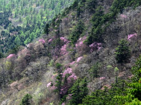 アケボノツツジ