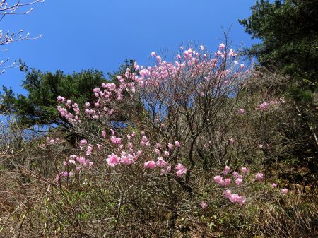 アケボノツツジ