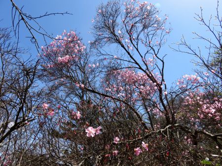 アケボノツツジ