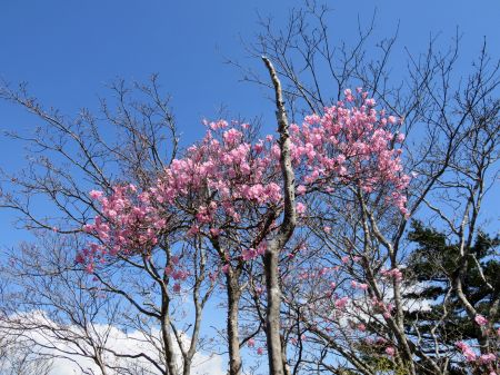 アケボノツツジ