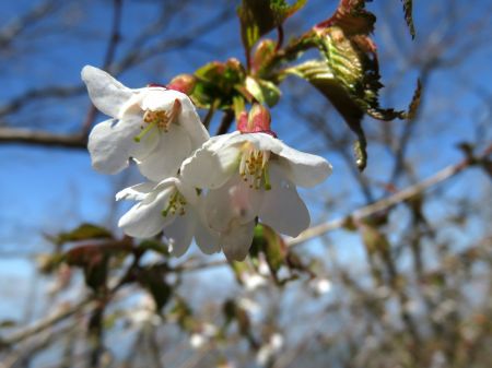イシヅチザクラ