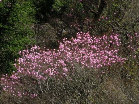 アケボノツツジ