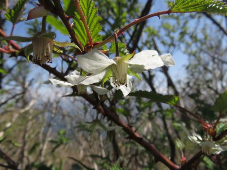 ナガバモミジイチゴ