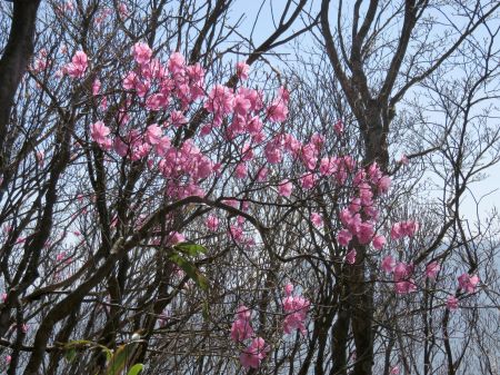 アケボノツツジ