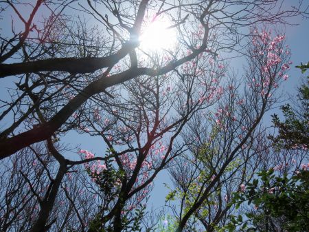 アケボノツツジ