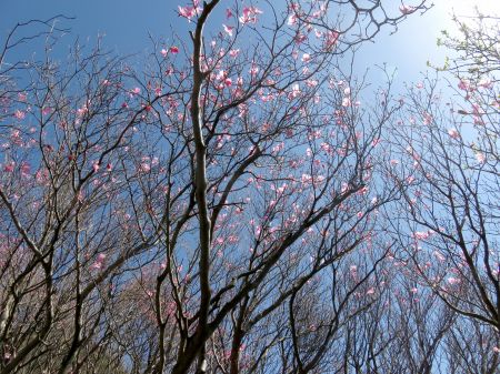 アケボノツツジ