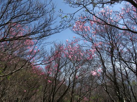 アケボノツツジ