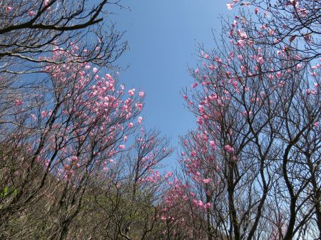 アケボノツツジ