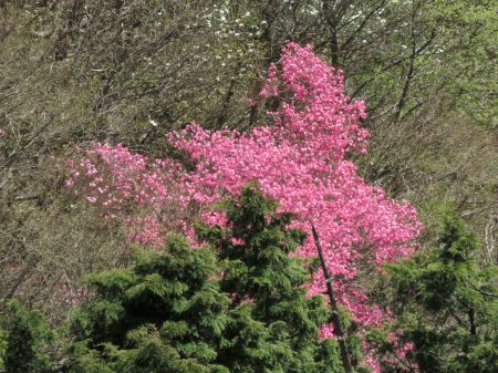 アケボノツツジ