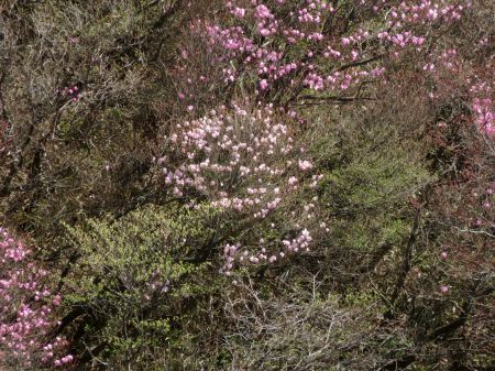 アケボノツツジ