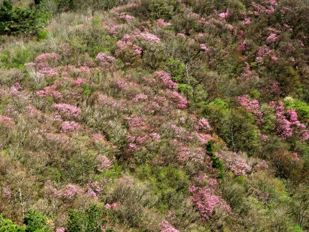 アケボノツツジ