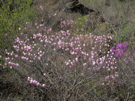 アケボノツツジ