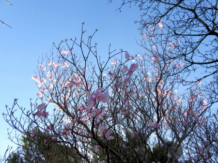 アケボノツツジ