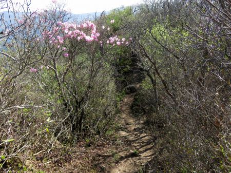 アケボノツツジ