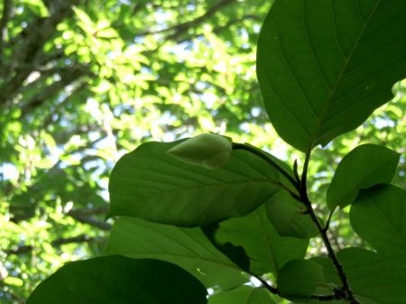 オオヤマレンゲ