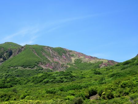 ミヤマキリシマ