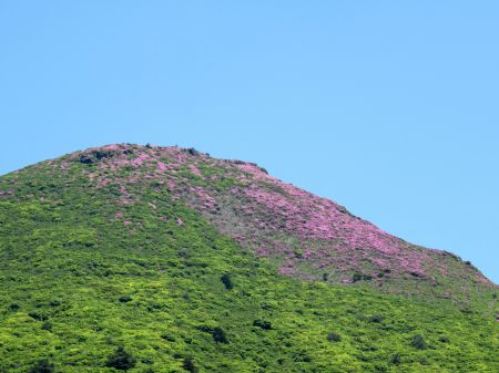 ミヤマキリシマ