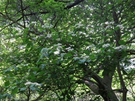 オオミヤマガマズミ