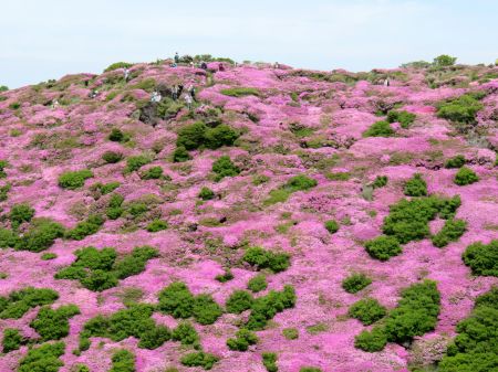 ミヤマキリシマ