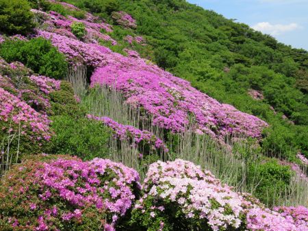 ミヤマキリシマ