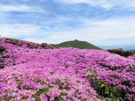 ミヤマキリシマ