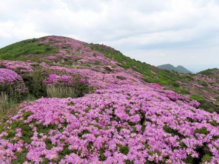 ミヤマキリシマ