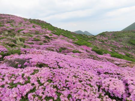 ミヤマキリシマ