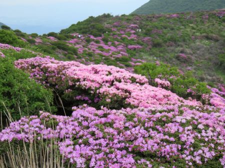 ミヤマキリシマ