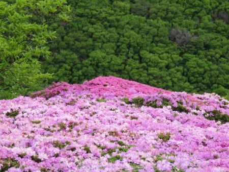 ミヤマキリシマ