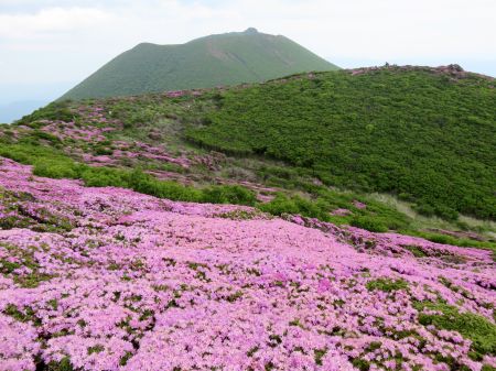 ミヤマキリシマ