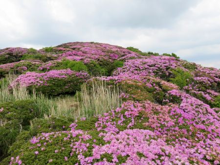 ミヤマキリシマ