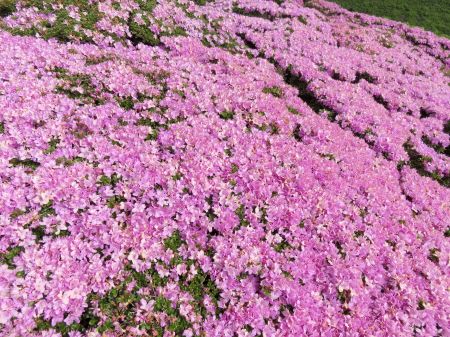 ミヤマキリシマ