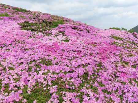 ミヤマキリシマ