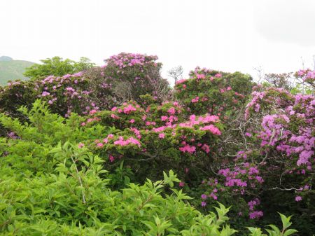 ミヤマキリシマ