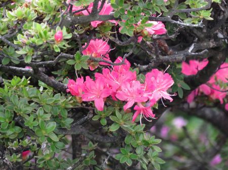 ミヤマキリシマ