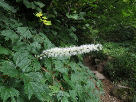 サラシナショウマ